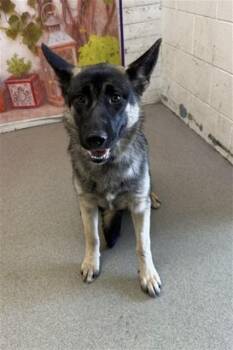 German Shepherd Dog Dogs Available for Adoption in San Bernardino, California - MOANA | PetCurious