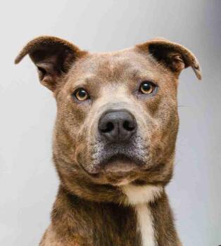 Terrier Dogs Available for Adoption in Sanford, Florida - Khan | PetCurious