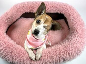 Chihuahua and Cardigan Welsh Corgi Dogs Available for Adoption in Fort Lauderdale, Florida - MIA | PetCurious