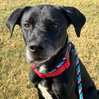 Perry -  Black Labrador Retriever Dog for Adoption in Evansville, Indiana - Perry | PetCurious