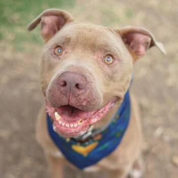 ZEKE -  American Staffordshire Terrier Dog for Adoption in San Antonio, Texas - ZEKE | PetCurious