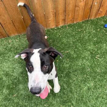 Pointer and Shepherd Dogs Available for Adoption in Naperville, Illinois - Rylee | PetCurious