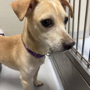 Rescue Chiweenie Dogs for Adoption in Penns Grove, New Jersey - Pudge | PetCurious