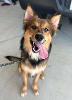Mila -  Australian Shepherd and Collie Dog for Adoption in Manchester, Tennessee - Mila | PetCurious