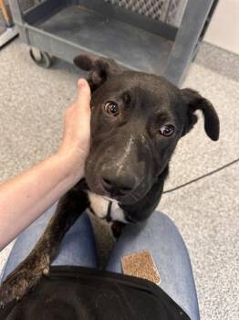 Labrador Retriever and Mixed Breed Dogs Available for Adoption in Houston, Texas - CHARLIE | PetCurious