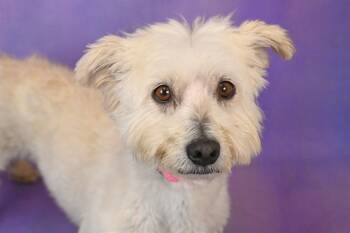 LUNA -  Poodle and Maltese Dog for Adoption in Fort Lauderdale, Florida - LUNA | PetCurious