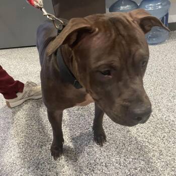 Moana -  Mixed Breed Dog for Adoption in Port Charlotte, Florida - Moana | PetCurious