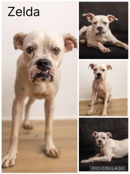 Zelda -  Boxer Dog for Adoption in Enterprise, Alabama - Zelda | PetCurious