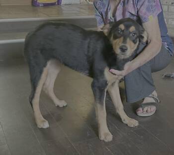 Ruby Rose -  Rottweiler Dog for Adoption in Knoxville, Tennessee - Ruby Rose | PetCurious