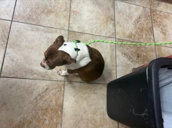 Atari -  Mixed Breed Dog for Adoption in Cincinnati, Ohio - Atari | PetCurious