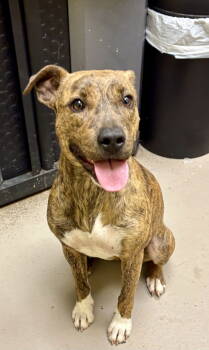 Rescue Mountain Cur Dogs for Adoption in Crossville, Tennessee - GEMMA | PetCurious