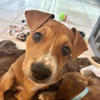 Lady -  Beagle and Hound Dog for Adoption in South Elgin, Illinois - Lady | PetCurious