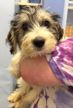 Terrier and Mixed Breed Dogs Available for Adoption in Morristown, New Jersey - Cruiser | PetCurious