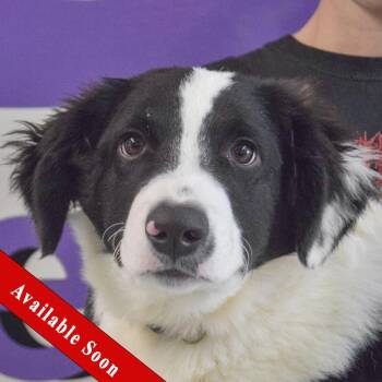 Border Collie Dogs Available for Adoption in Huntley, Illinois - Reggie | PetCurious