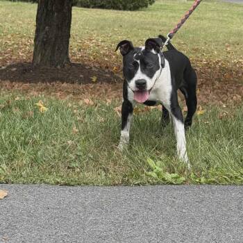 Rescue Pit Bull Terrier Dogs for Adoption in Berryville, Virginia - Domino | PetCurious
