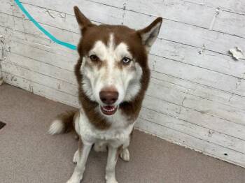 Siberian Husky Dogs Available for Adoption in San Bernardino, California - WILLY | PetCurious