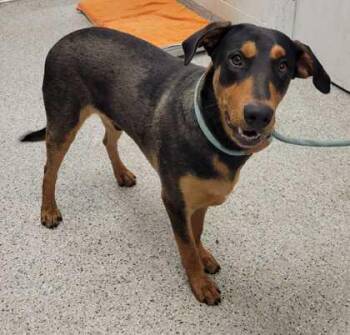 Sandler -  Mixed Breed Dog for Adoption in Kansas City, Missouri - Sandler | PetCurious