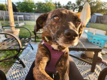 Rescue Terrier Dogs for Adoption in Plainfield, Illinois - Pansy | PetCurious