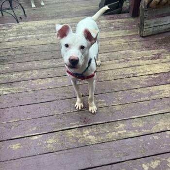 Tofu -  Pit Bull Terrier and Mixed Breed Dog for Adoption in Falls Church, Virginia - Tofu | PetCurious