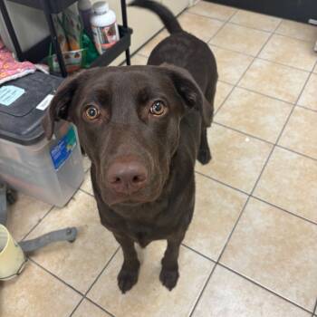 Rescue Chocolate Labrador Retriever and Pit Bull Terrier Dogs for Adoption in Pekin, Illinois - Koda | PetCurious