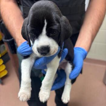 07/15/2026-Stray-2ndAvenue-5 -  Mixed Breed Dog for Adoption in Columbus, Georgia - 07/15/2026-Stray-2ndAvenue-5 | PetCurious