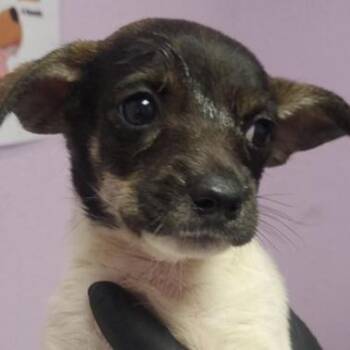 Princess Peach -  Chihuahua Dog for Adoption in Tacoma, Washington - Princess Peach | PetCurious