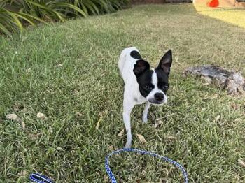 BOSS DOG -  Chihuahua and Boston Terrier Dog for Adoption in Rowlett, Texas - BOSS DOG | PetCurious