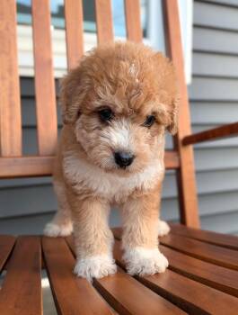 Bellini -  Sheepadoodle Dog for Adoption in Spring Hill, Tennessee - Bellini | PetCurious