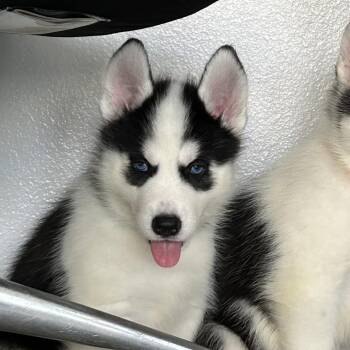 Tahoe -  Husky and Mixed Breed Dog for Adoption in Hawthorne, California - Tahoe | PetCurious