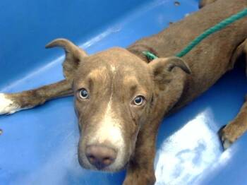 Rescue Mixed Breed Dogs for Adoption in Dallas, Texas - GUS | PetCurious