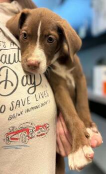 Mollie-RINGWORM -  Australian Shepherd and Mixed Breed Dog for Adoption in Bowling Green, Kentucky - Mollie-RINGWORM | PetCurious