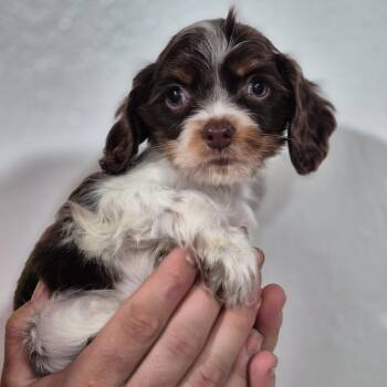 Cocker Spaniel Dogs Available for Adoption - Cornelius (the Runt) | PetCurious