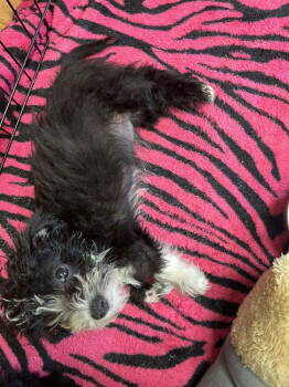 Rescue Terrier Dogs for Adoption in Candler, North Carolina - Davy Jones | PetCurious