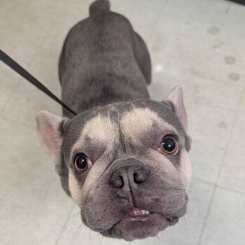 Muffler -  French Bulldog Dog for Adoption in Philadelphia, Pennsylvania - Muffler | PetCurious