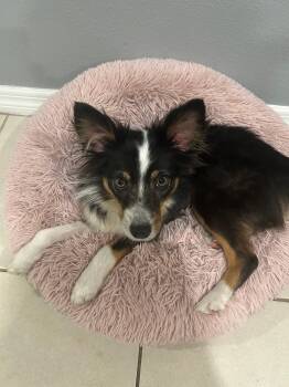 Australian Shepherd Dogs Available for Adoption - Ladybird  | PetCurious