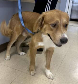 Rescue Golden Retriever and Mixed Breed Dogs for Adoption in Killeen, Texas - CORNBREAD | PetCurious