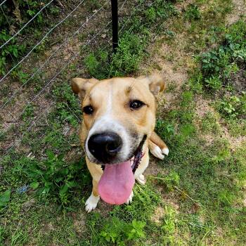 Coco-NY -  Shepherd Dog for Adoption in Magnolia, Texas - Coco-NY | PetCurious