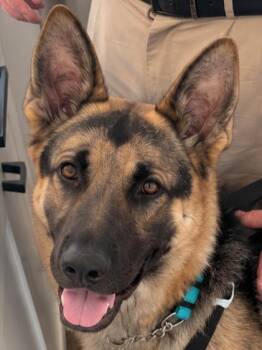 Freeman - Adopt Me! -  German Shepherd Dog Dog for Adoption in Lake Forest, California - Freeman - Adopt Me! | PetCurious