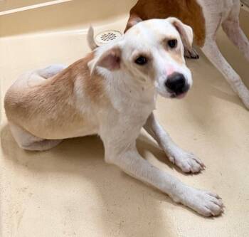 Casper -  Mixed Breed Dog for Adoption in Burgaw, North Carolina - Casper | PetCurious