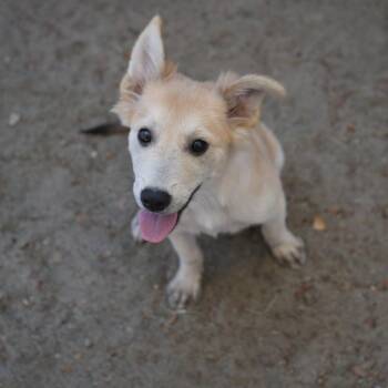 Esme -  Chihuahua and Mixed Breed Dog for Adoption in Coachella, California - Esme | PetCurious