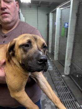 Mastiff and Mixed Breed Dogs Available for Adoption - MINERVA | PetCurious