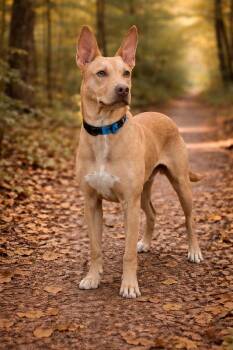 Carolina Dog and Terrier Dogs Available for Adoption in Skyline, Minnesota - Awesome ⭐️ | PetCurious