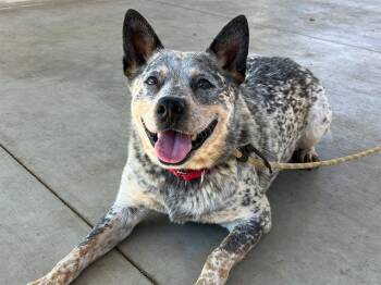 Rescue Australian Cattle Dog Blue Heeler Dogs for Adoption in Tustin, California - BANDIT | PetCurious
