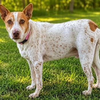 Jiggy -  Mixed Breed Dog for Adoption in Effingham, Illinois - Jiggy | PetCurious