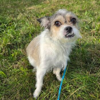Gremlina -  Terrier and Mixed Breed Dog for Adoption in Binghamton, New York - Gremlina | PetCurious