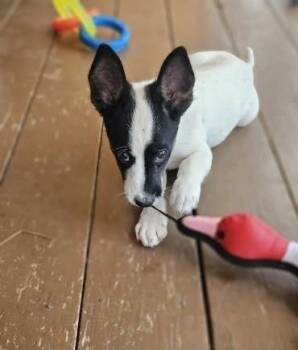 Bingo -  Chihuahua Dog for Adoption in Colorado Springs, Colorado - Bingo | PetCurious