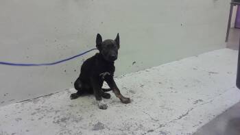 German Shepherd Dog and Mixed Breed Dogs Available for Adoption - BUBU LOO | PetCurious