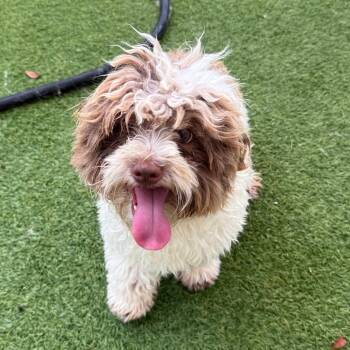 Toby 2001 -  Poodle Dog for Adoption in Loxahatchee Groves, Florida - Toby 2001 | PetCurious