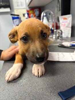 Anchovy -  Australian Shepherd Dog for Adoption in Bloomington, Indiana - Anchovy | PetCurious