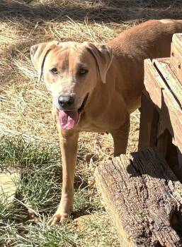 261479  Harley -  Pit Bull Terrier Dog for Adoption in Wetumpka, Alabama - 261479  Harley | PetCurious